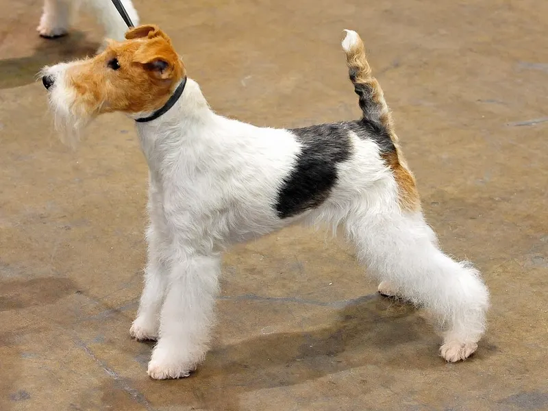 foxterrier