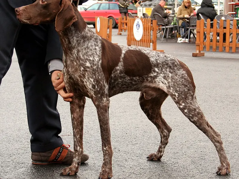francia vizsla