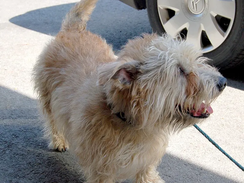 Glen of Imaal terrier