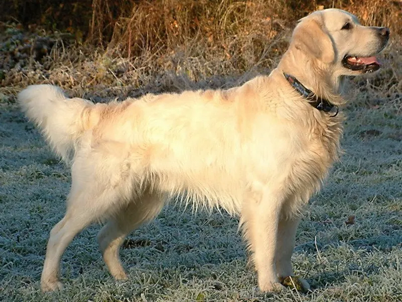 golden retriever
