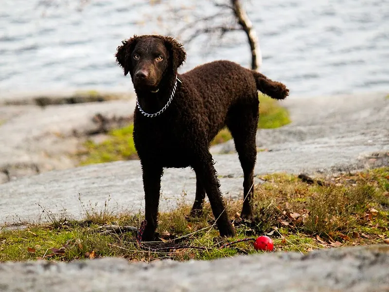 göndörszőrű retriever