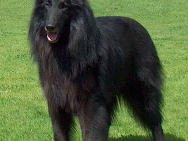 Groenendael
