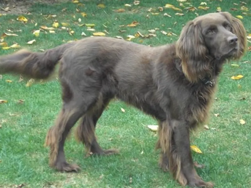 hosszúszőrű német vizsla