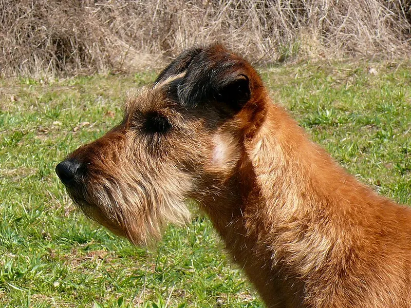 ír terrier