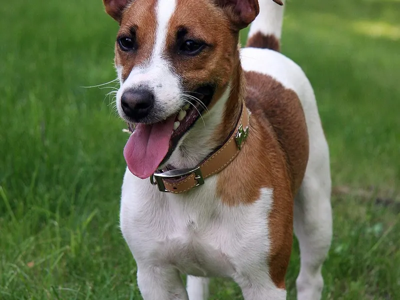 Jack Russell terrier