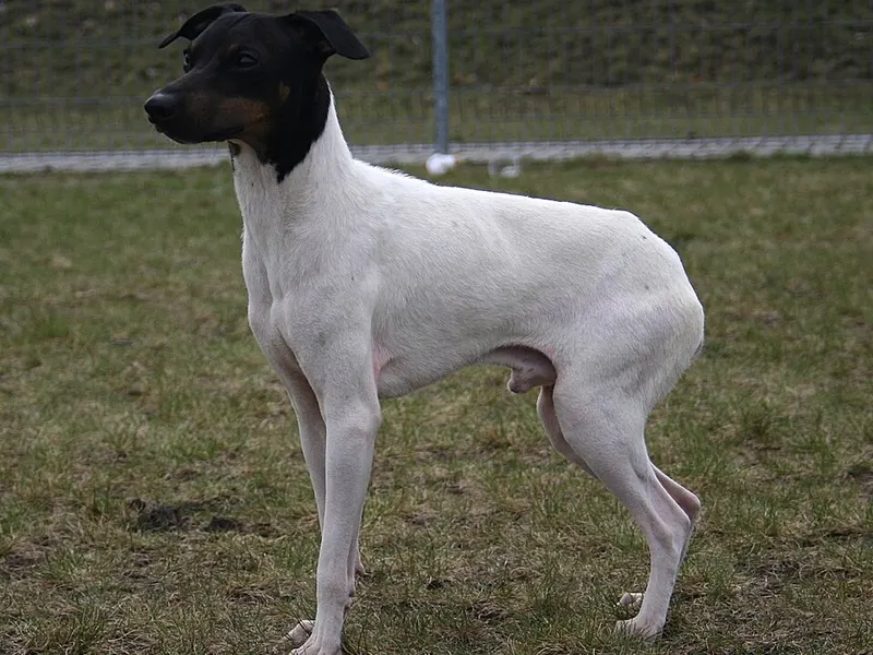 japán terrier