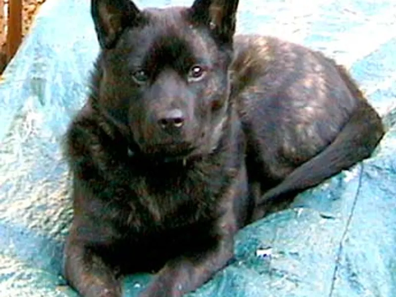 kai ken