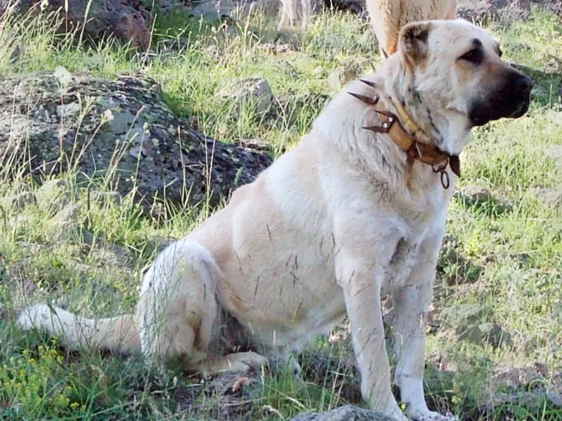 Kangal