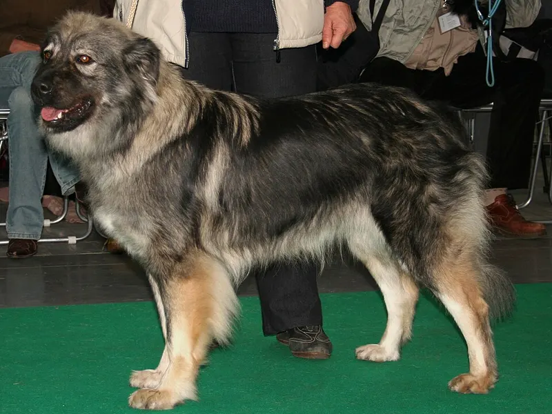 karszti pásztorkutya
