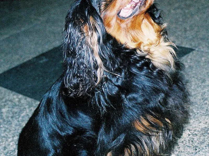 King Charles spániel