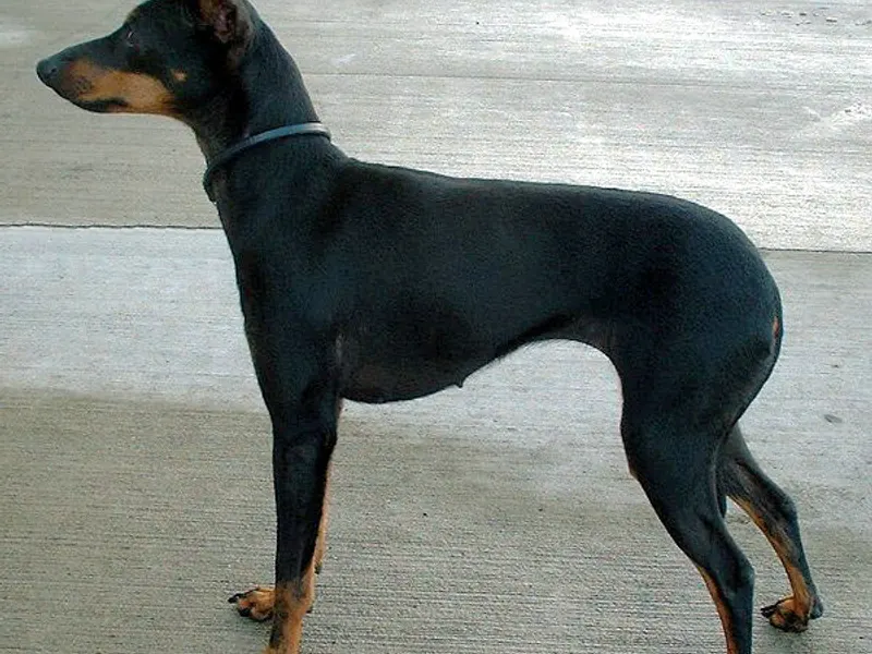 kis angol terrier