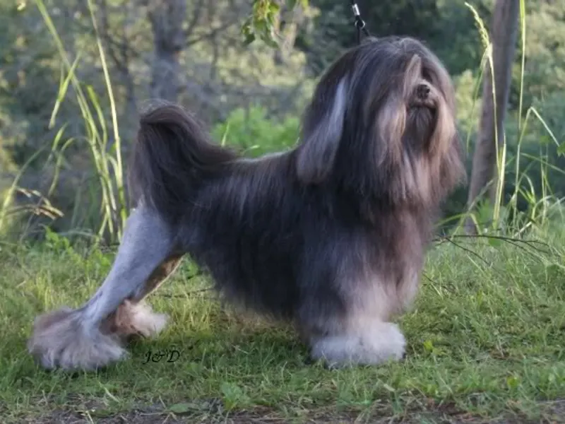 kis oroszlánkutya