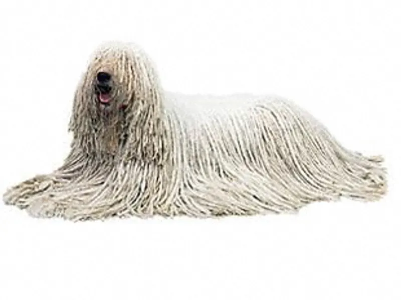 komondor