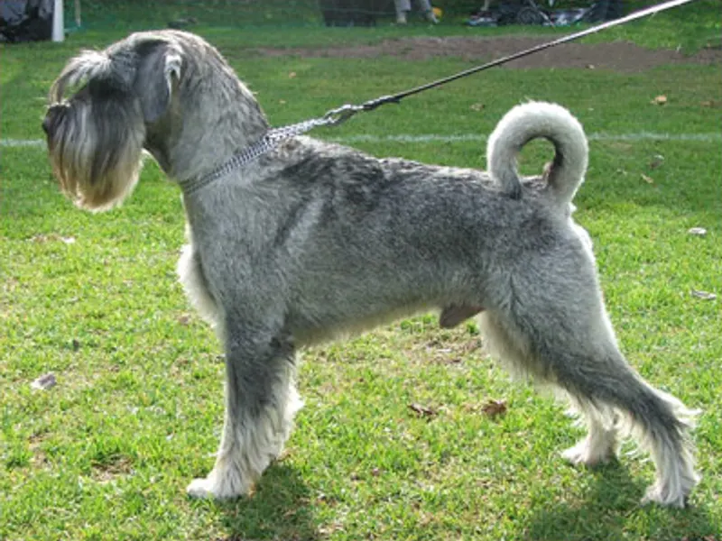közép schnauzer