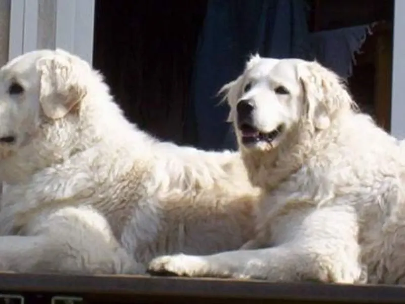 kuvasz