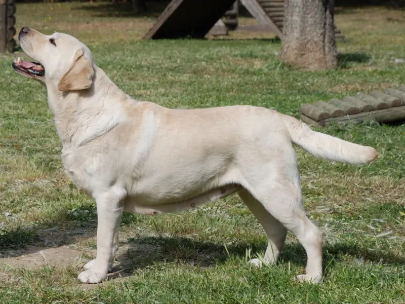 labrador retriever