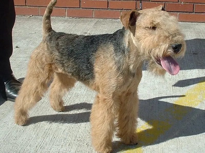 Lakeland terrier