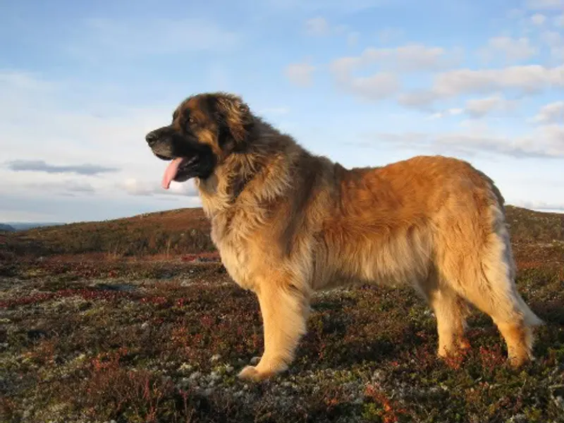 leonbergi