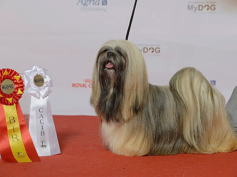 Lhasa apso