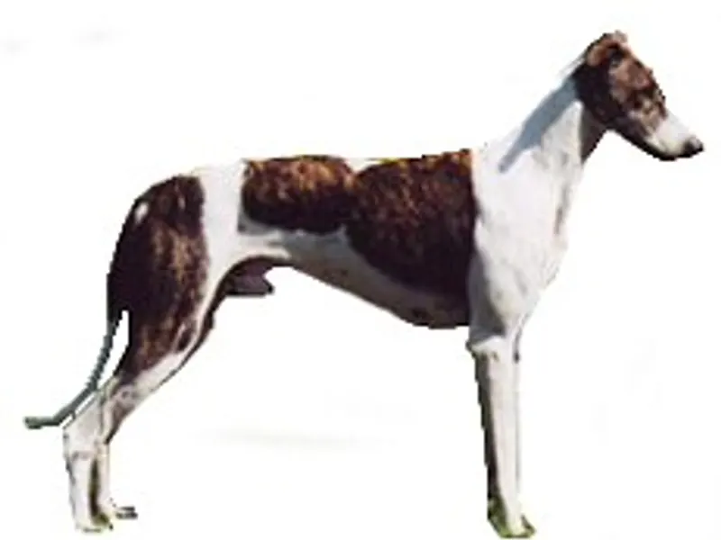 magyar agár
