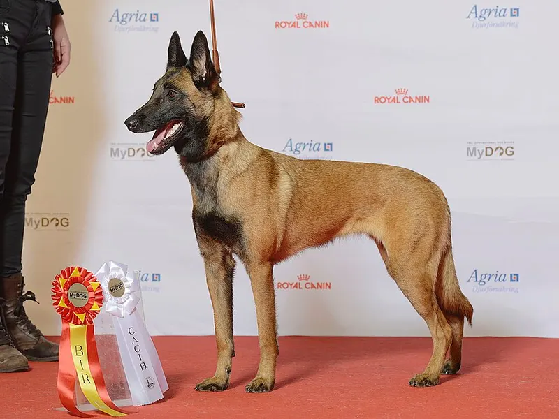 malinois