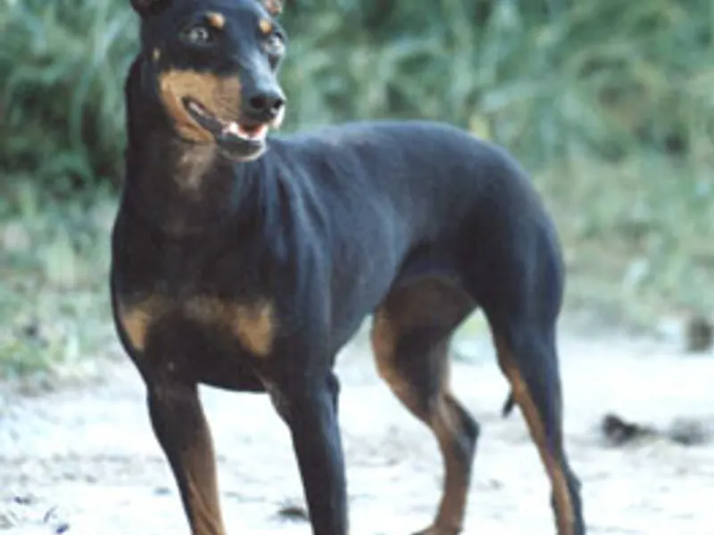 manchester terrier