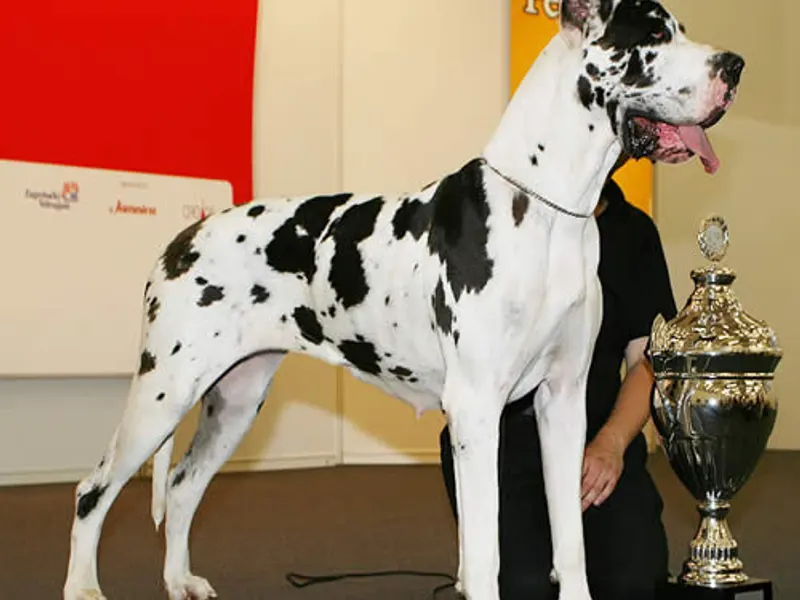 német dog
