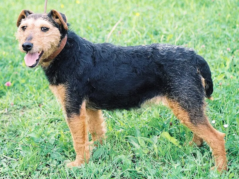 német vadászterrier