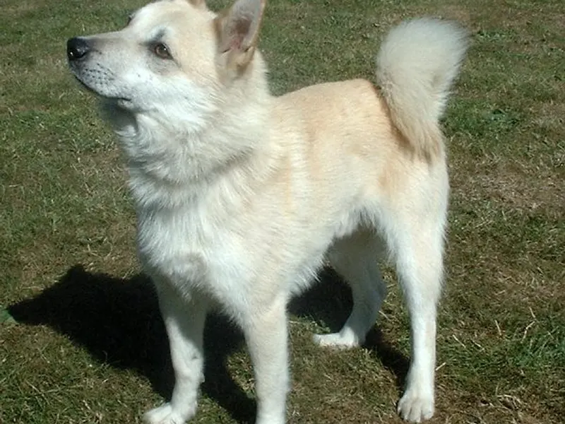 norvég buhund