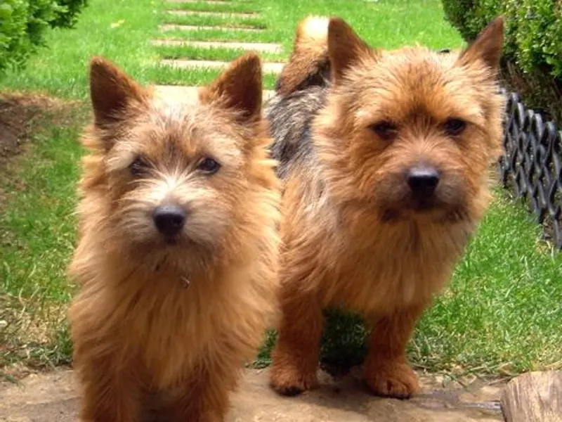 Norwich terrier