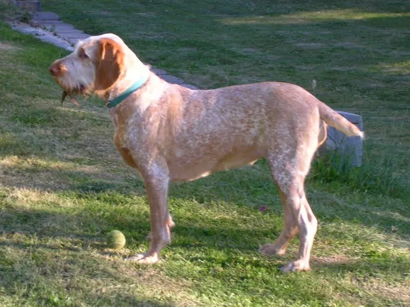 olasz drótszőrű vizsla