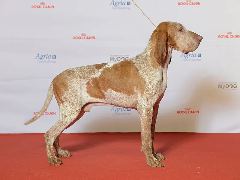 olasz vizsla