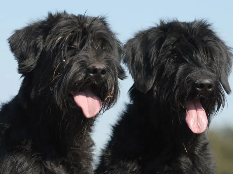 óriás schnauzer