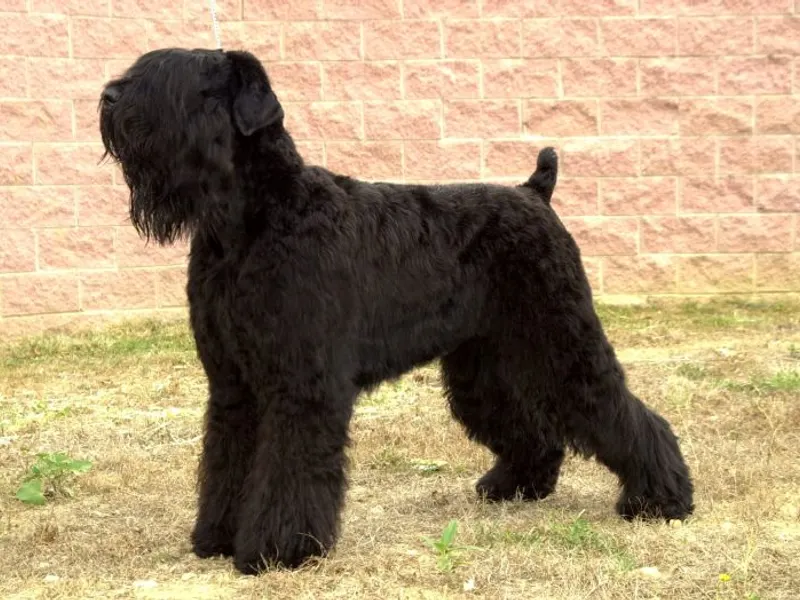 orosz fekete terrier
