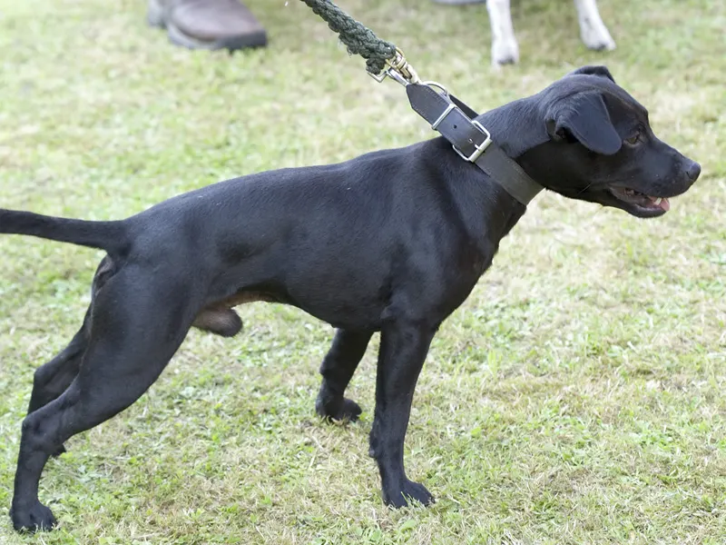Patterdale terrier