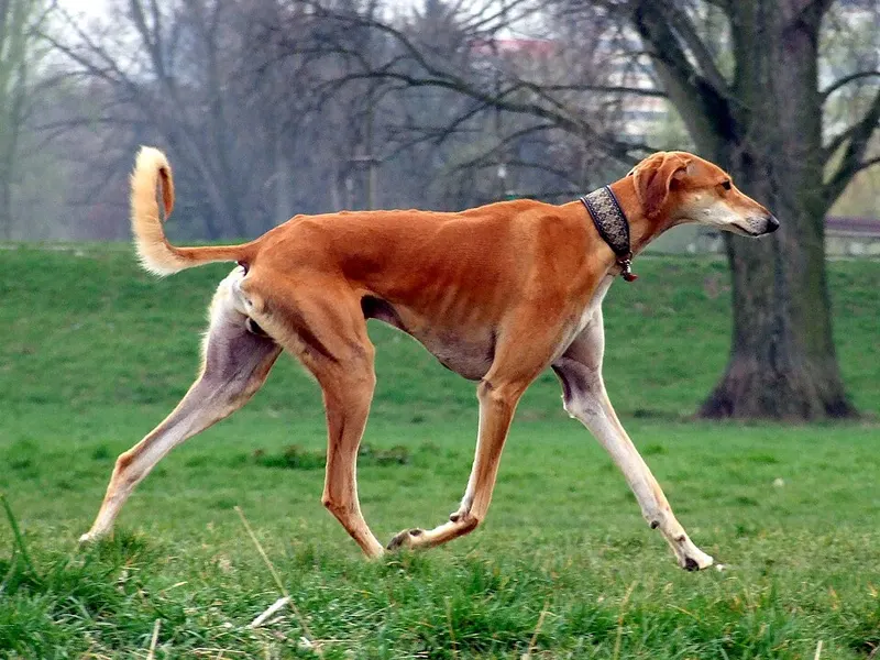 perzsa agár