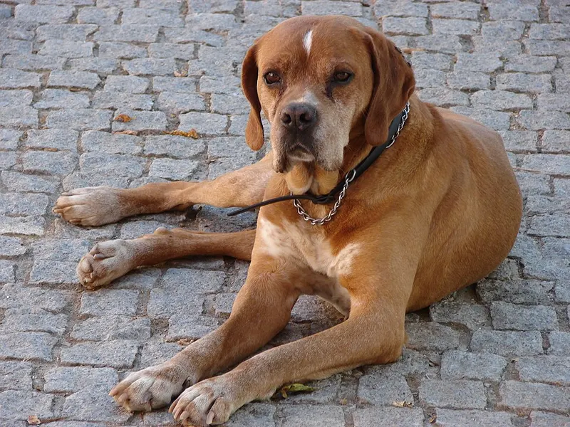 portugál vizsla