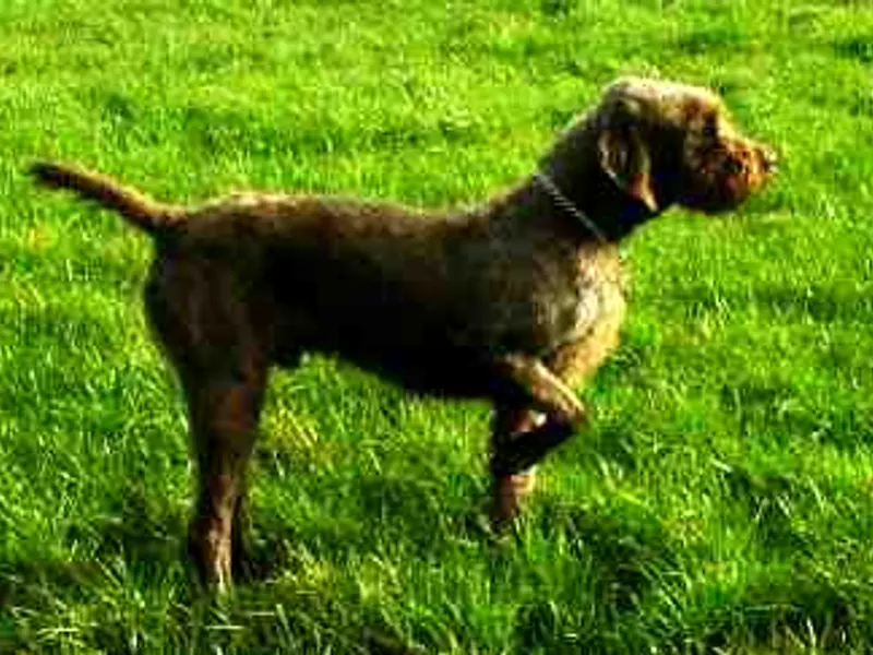 Pudelpointer