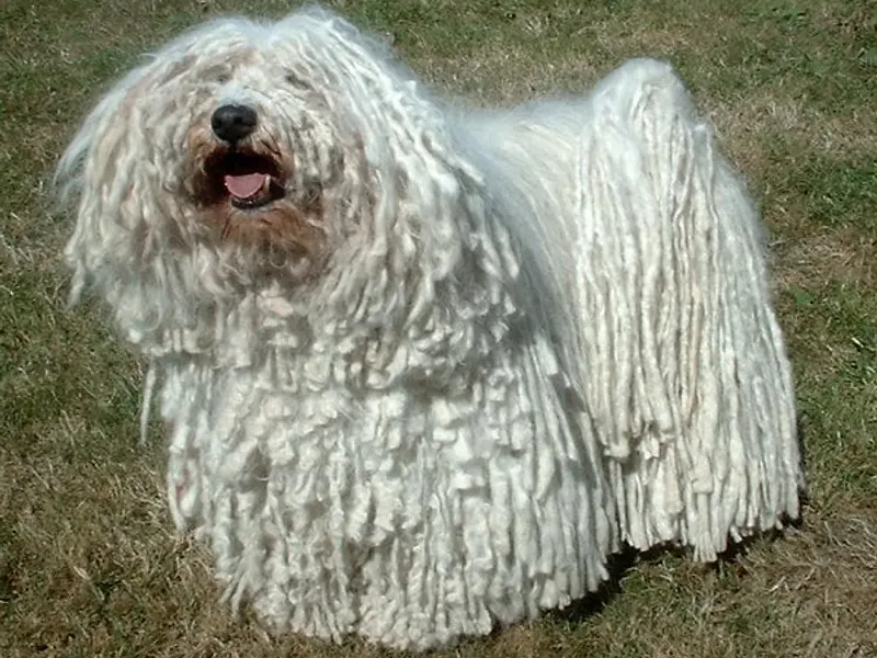 puli