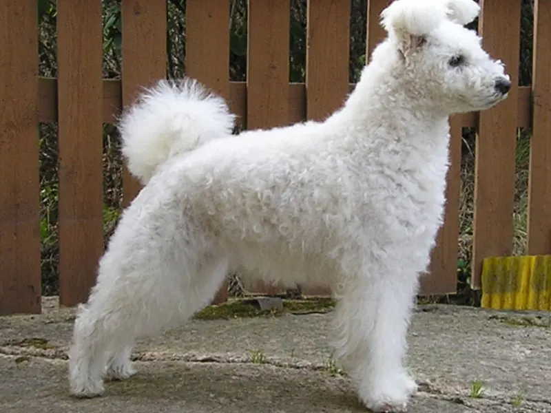 pumi