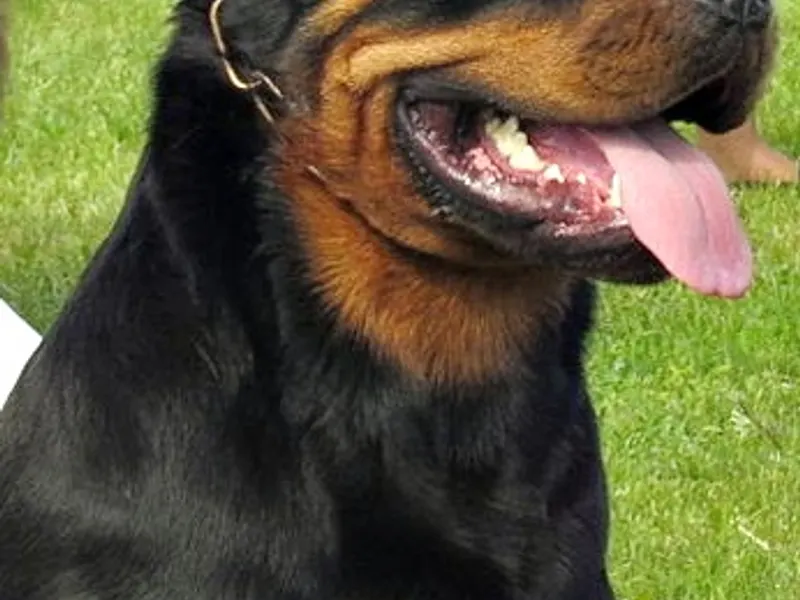rottweiler