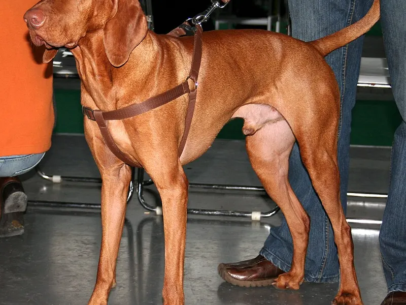rövidszőrű magyar vizsla
