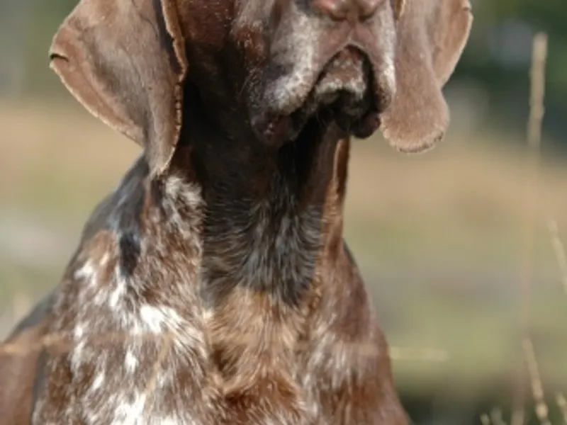 rövidszőrű német vizsla