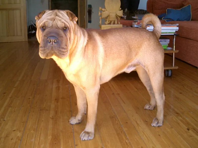 shar pei