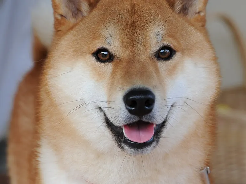 siba inu