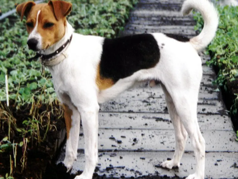 simaszőrű foxterrier