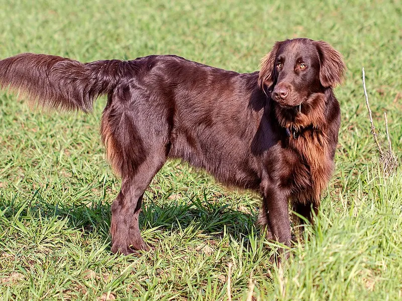 simaszőrű retriever