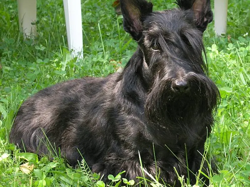 skót terrier