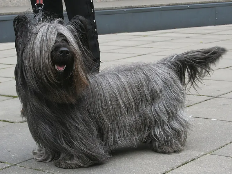 skye terrier