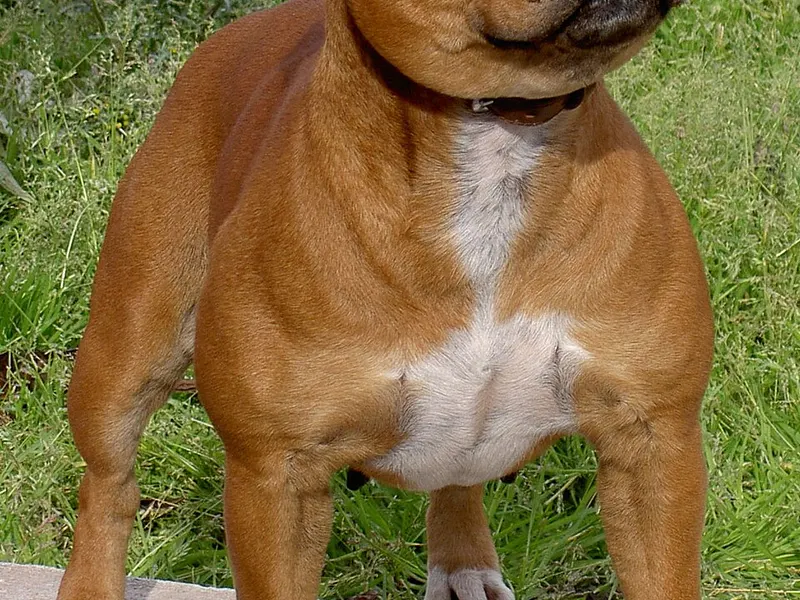 staffordshire bullterrier